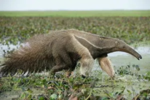Anteaters: Giant Anteater - walking through water