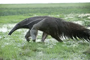Anteaters: Giant Anteater - walking through water