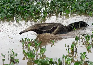 Anteaters: Giant Anteater - in water