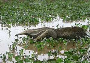 Anteaters: Giant Anteater - in water