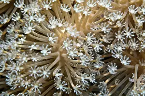 Hurghada: Giant anthelia (Anthelia glauca), Red Sea, Hurghada