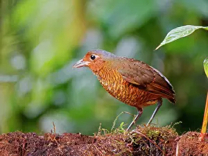 Dwelling: Giant Antpitta Grallaria gigantean Ecuador BI03