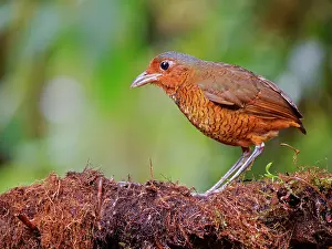 Dwelling: Giant Antpitta Grallaria gigantean Ecuador BI03
