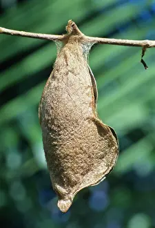 Foreground: Giant Atlas moth (Attacus atlas) chrysalis