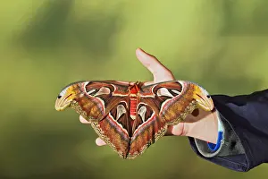 Saturnid: Giant Atlas Moth - on hand