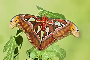 Attacus: Giant Atlas Moth - on leaf