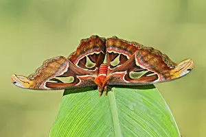 Attacus: Giant Atlas Moth - on leaf