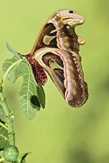Attacus: Giant Atlas Moth - wings closed on leaf