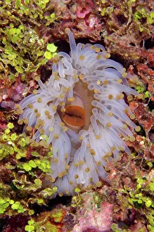Giganteus: Giant Ball Corallimorph (Megacorynactis giganteus)