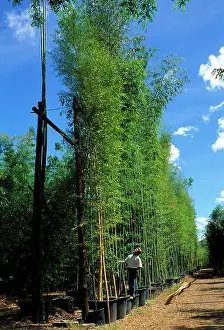 Containers: Giant Bamboos - in containers