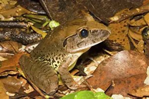 Myobatrachidae: Giant barred frog
