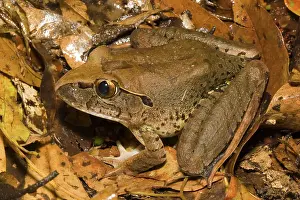 Myobatrachidae: Giant barred frog
