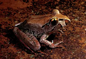 Mixophyes: Giant barred frog - endangered species