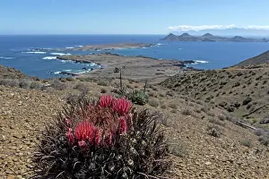 Ferocactus: Giant Barrel Cactus with coastline in the background