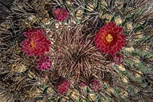 Ferocactus: Giant Barrel Cactus red flowers
