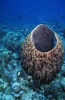 Sponges: GIANT BARREL SPONGE
