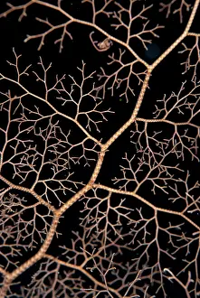 Basket: Giant Basket Star