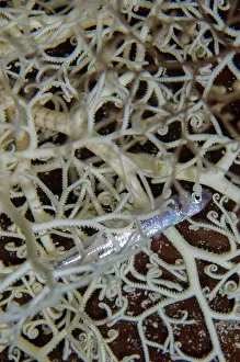 Robust: Giant Basket Star - with Silverside (Atherinomorus sp) caugh