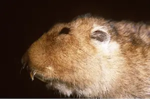 Rats: GIANT / BIG-HEADED MOLE-RAT - close up of head