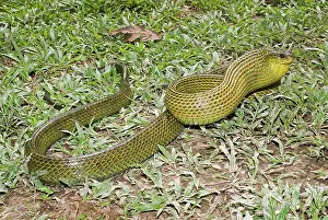Sulphureus: Giant Bird Snake