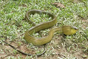 Sulphureus: Giant Bird Snake