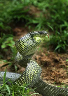 Sulphureus: Giant Bird Snake