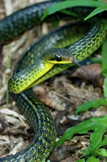 Sulphureus: Giant Bird Snake (Pseustes sulphureus)
