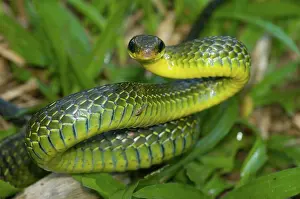 Sulphureus: Giant Bird Snake (Pseustes sulphureus)