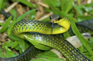 Sulphureus: Giant Bird Snake (Pseustes sulphureus)