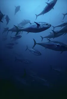 Tunas: Giant Bluefin Tuna