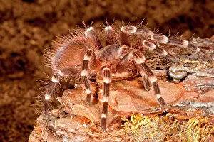 Tarantula: Giant Brazilian Black & White Tarantula