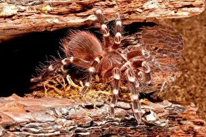Tarantula: Giant Brazilian Black & White Tarantula