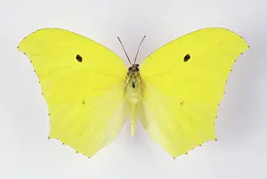 Brimstone: Giant Brimstone Butterfly
