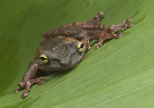Osteocephalus: Giant Broad-headed Treefrog