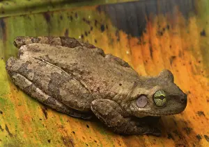 Osteocephalus: Giant Broad-headed Treefrog
