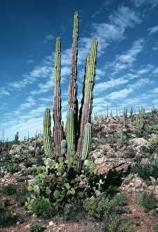 Pringlei: Giant Cactus (Cardon)