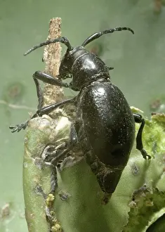 Gigas: Giant cactus longhorn beetle, Moneilema gigas