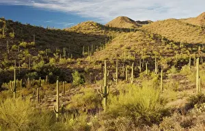 Saguaros: Giant Cactus or Saguaro