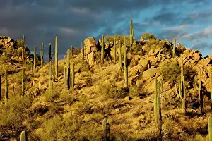 Saguaros: Giant Cactus or Saguaro