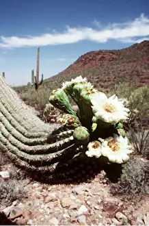 Saguaro: GIANT CACTUS - Saguaro