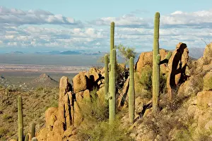 Saguaros: Giant Cactus / Saguaro - Saguaro National Park (west)