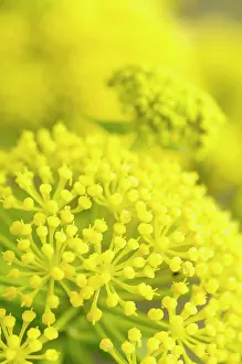 Apiaceae: Giant Canary Fennel, Ferula linkii, Close up detail of yello