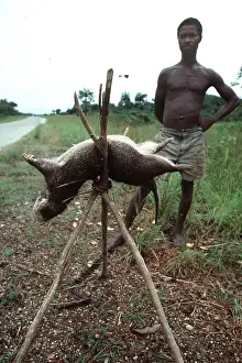 Sale: Giant Cane Rat - for sale as Bush meat