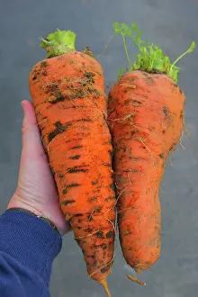 Roots: Giant Carrots