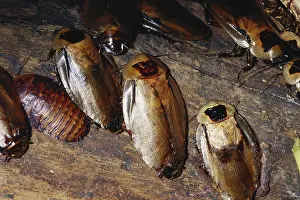 Cockroach: Giant Cave Cockroaches