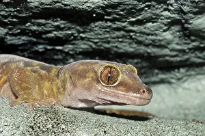 Gekkonidae: Giant cave gecko