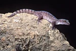 Geckos: GIANT CAVE GECKO - on rock