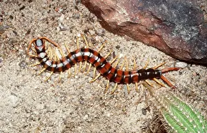 Cactus: GIANT CENTIPEDE - & CACTUS