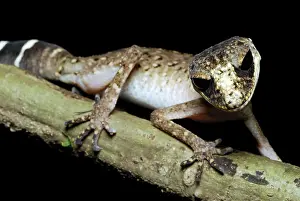 Geckoes: Giant Chameleon Gecko