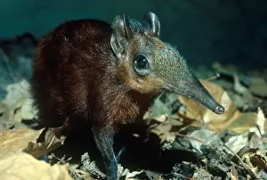 Checkered: Giant or checkered elephant shrew (Rhynchocyon cirnei)